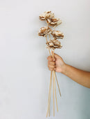 Almond Rose Sola Flower | 5pcs